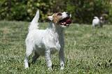 PARSON RUSSEL TERRIER 163